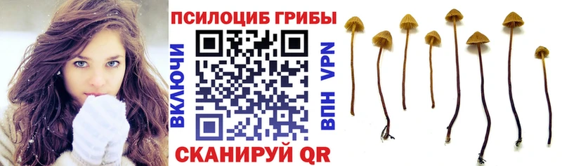 Псилоцибиновые грибы мицелий  Высоковск 